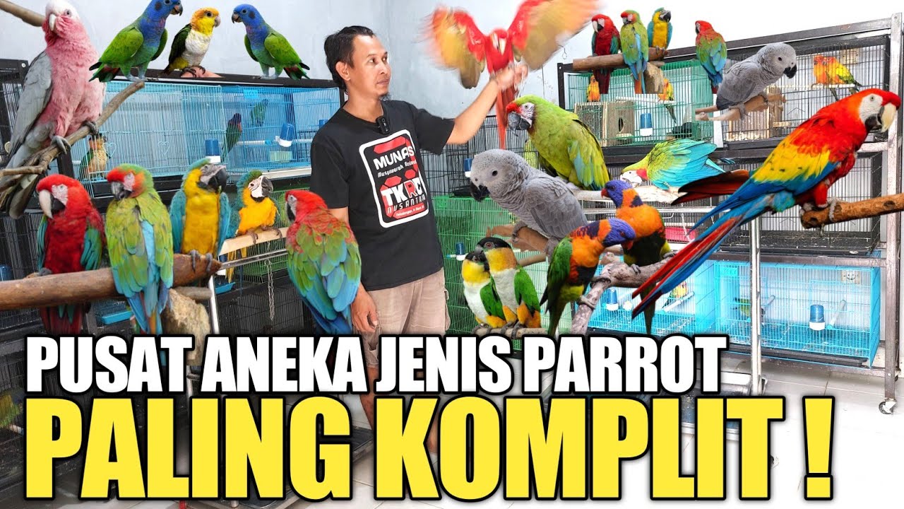 BUKAN DI PRAMUKA ! TAPI DI KIOS INI READY BANYAK BURUNG IMPORT DAN PARUH BENGKOK