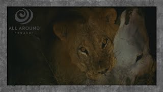 New lion video: Lions KILL Eland | A Short Wildlife Safari