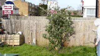 An Anomaly ( an Orb ) in My Garden