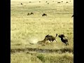 Антилопы против хищника