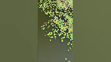 Above And Within A Bird S Eye View Of Nature S Truth Unitedfarmersfishermen2025 Relaxing 