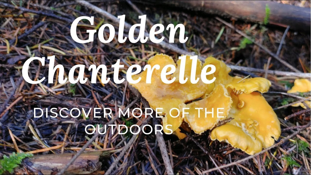 CHANTERELLE FORAGING IN DECEMBER 2021. YouTube