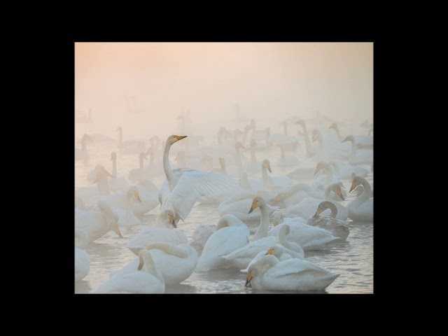 Tchaïkovsky - Le Lac des cygnes: Mazurka : Orch Symph Montréal / C.Dutoit