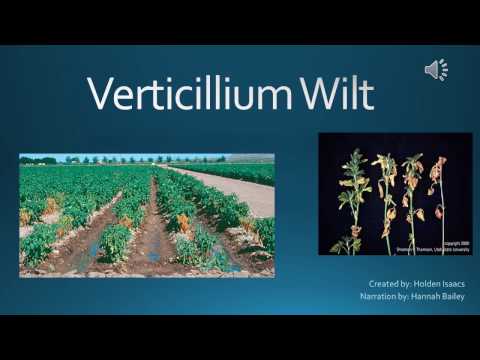 Video: Žemas Medvilnės GbTRP1 Reguliavimas Sukelia Antranilatų Kaupimąsi Ir Suteikia Atsparumą Verticillium Dahliae