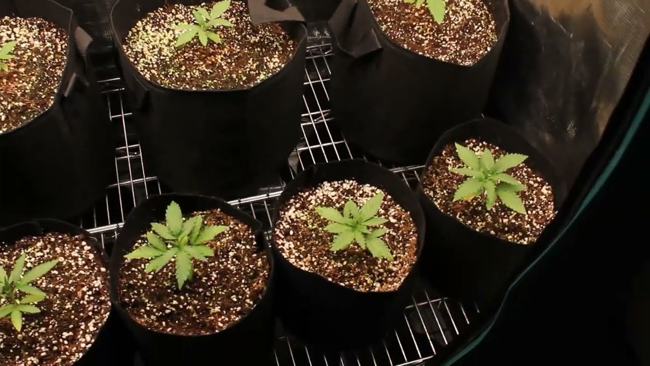 Mars Hydro SP3000 (Transplant Day)