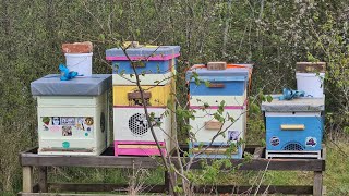 Checking in on the Deer Farm Bees