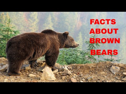 TOP 16 AMAZING FACTS ABOUT BROWN BEARS/TRUE FACTS ABOUT BROWN BEARS