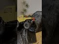 RC Micro Crawler Ascent 32 Build Project vs Crawlagon RC Micro Course