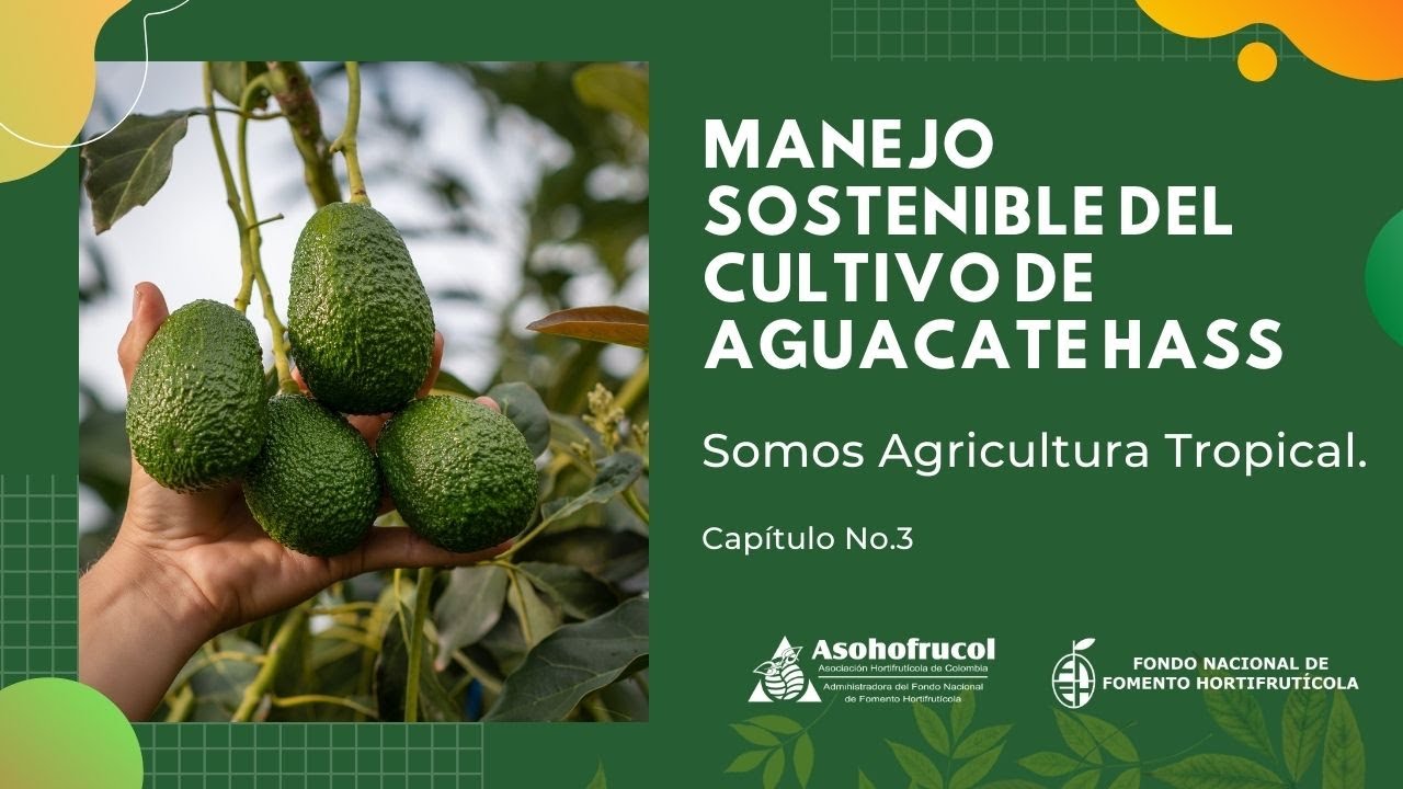 Manejo Sostenible del Cultivo de Aguacate Hass - Somos Agricultura