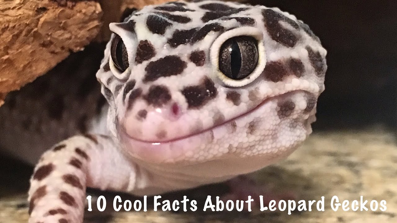 10 Cool Facts about Leopard Geckos - YouTube