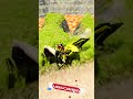 SpongeBob Cars vs Giant Lava Pit – BeamNG.drive 01 #beamng #shorts #beamngdrive #car #usa #viral