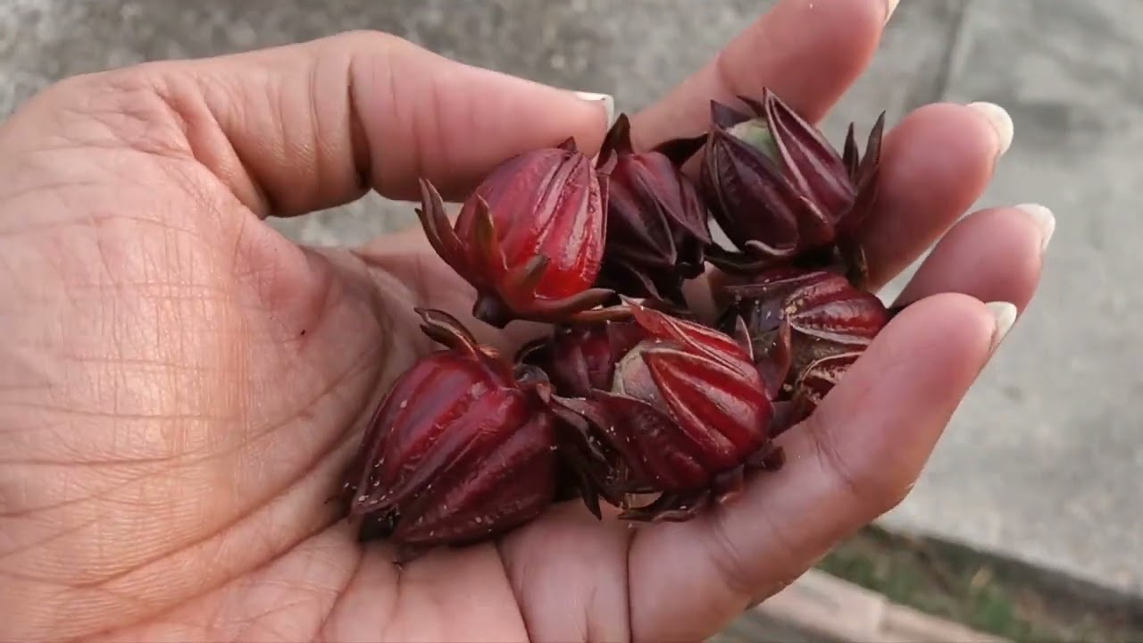 1st Jamaican Sorrel Harvest! 🍷Let's Drink Up!😁😆LOL #JamaicanSorrel #enjoygardening #growyourownfood