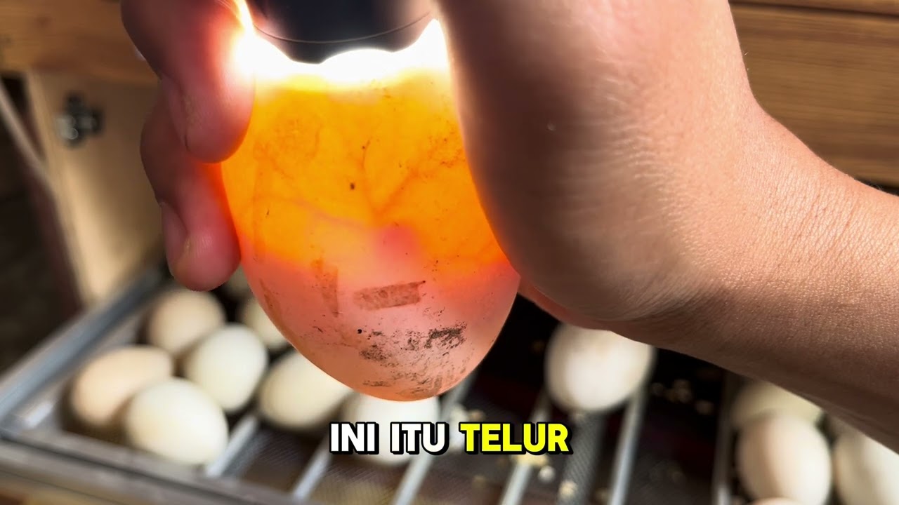 Cara melihat telur fertil dalam mesin tetas telur #penetasantelur  #telurfertil #fertilitas #telur 