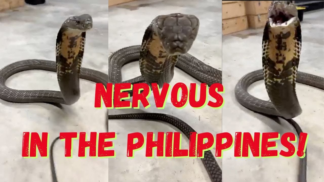 ⁣Dangers in the Philippines That Make Me Nervous
