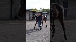 Justify half-sister to Minnie HAUK sells for €1.4 million at Goffs Orby