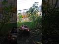 my silly cat drop the camera #wpl #rcoffoad #automobile #rcadventure #4x4offroad #offroad