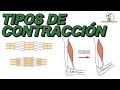 Tipos de Contracción Muscular | Concéntrica, excéntrica e isométrica