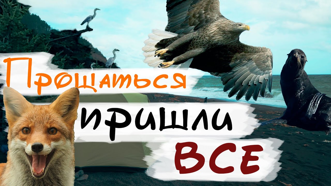 Отпуск на Сахалине 2.7. Сивуч | Орлан | Цапли | Блохи | Лиса