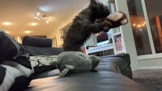 The Slow-Mo Series - Sprout the Cairn Terrier Catches Things + BONUS FOOTAGE! by Sprout The Cairn Terrier 902 views 2 years ago 1 minute, 46 seconds