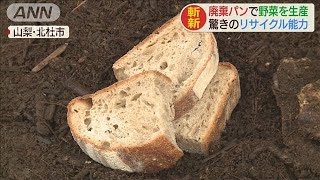 捨てられるはずのパンから野菜　廃棄食品を有効活用(20/07/14)