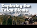 Taiga Biome Quiz