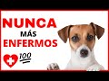 🐶 Música CLASICA Para CURAR PERROS y GATOS Enfermos *2020*| MÚSICA CLÁSICA para MASCOTAS 👈(7 HORAS)