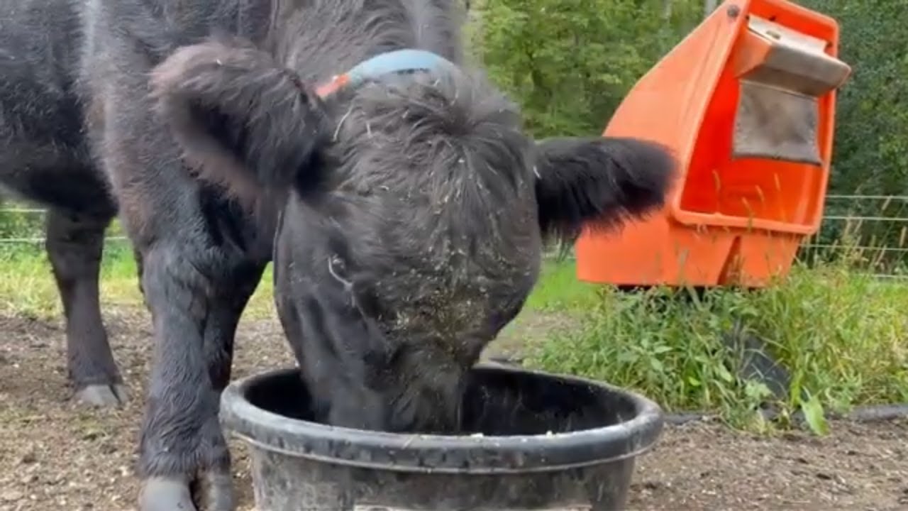 Как приручить корову породы «опоясанный галловей» | Belted Galloway Homestead