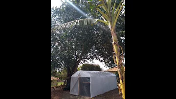 Como fazer estufa para produção de cogumelos?