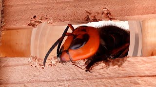 What Materials Can Withstand the Powerful Bite of Giant Hornets to Save the Bees?