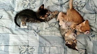 Cute Kitten Plays with the Tail of Another Kitten#cute #pets #catslovers