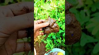 ASIK MAIN LUMPUR 🫑🍐🍎🍇🍓🍒 #shorts #shortvideo #youtubeshorts #funny #cutebaby