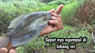 Download Lagu Tepat dugaan,,!!Di bawah reumputan tebal begini ikan sepat Siam bersarang #TR_158 MP3 Download Lagu Tepat dugaan,,!!Di bawah reumputan tebal begini ikan sepat Siam bersarang #TR_158 MP3