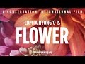 Nature is speaking  lupita nyongo is flower  conservation international ci