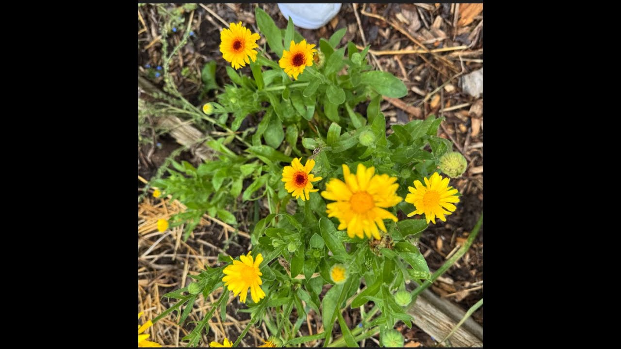 A D.C. Community Garden & A Hike with Frances!
