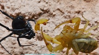 Black Widow Tangles Up And Bites Scorpion (Warning: May be disturbing to some viewers.)
