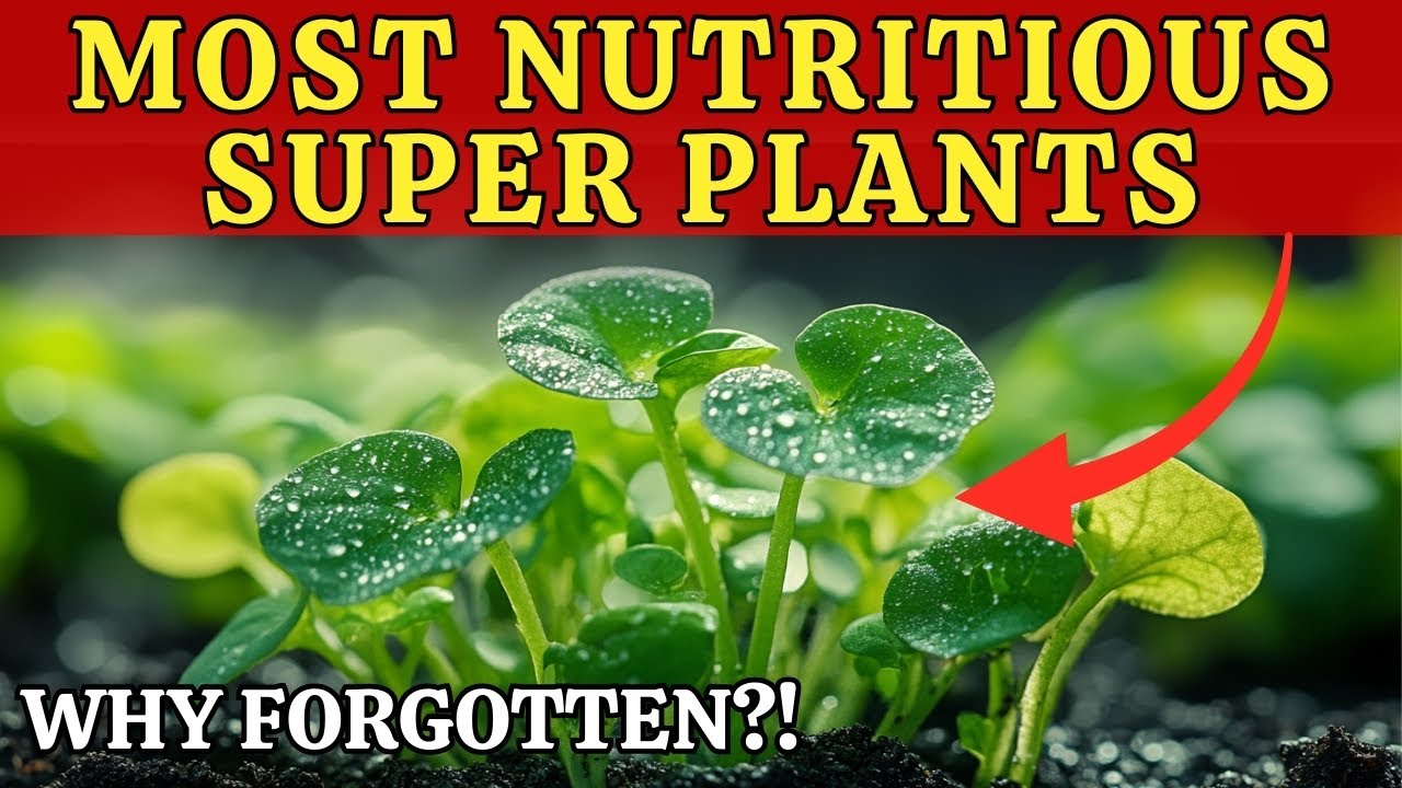 7 Most Nutritious Super Plants the We Forgot — Shockingly Nutritious and Easy to Grow Now