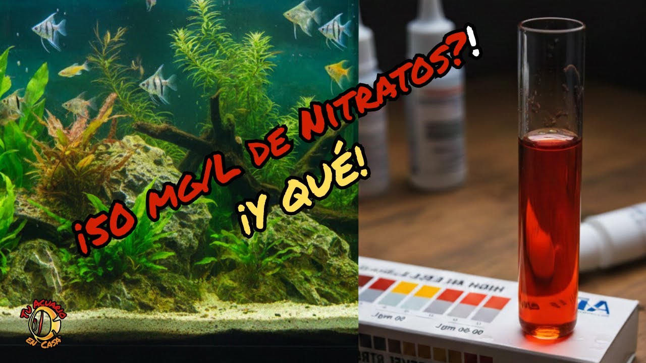 Los Nitratos Altos NO Son el Problema La Verdad que Nadie Te Dice