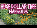 Growing pruning seed saving crackerjack marigolds from dollar tree seeds marigold flowers