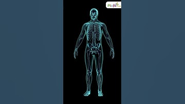 What is the length of DNA found in the Human Body?