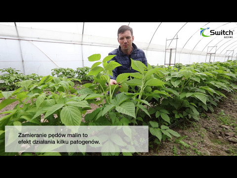 Wideo: Poparzenie Pędów Malin