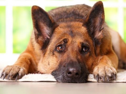 Milben beim Hund: Das hilft wirklich