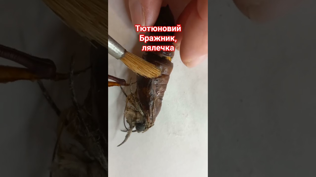 Почему и как Табачный Бражник родился зимой из куколки? Как это случилось?