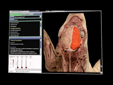 Anatomy & Physiology Revealed (APR) Fetal Pig / Cat