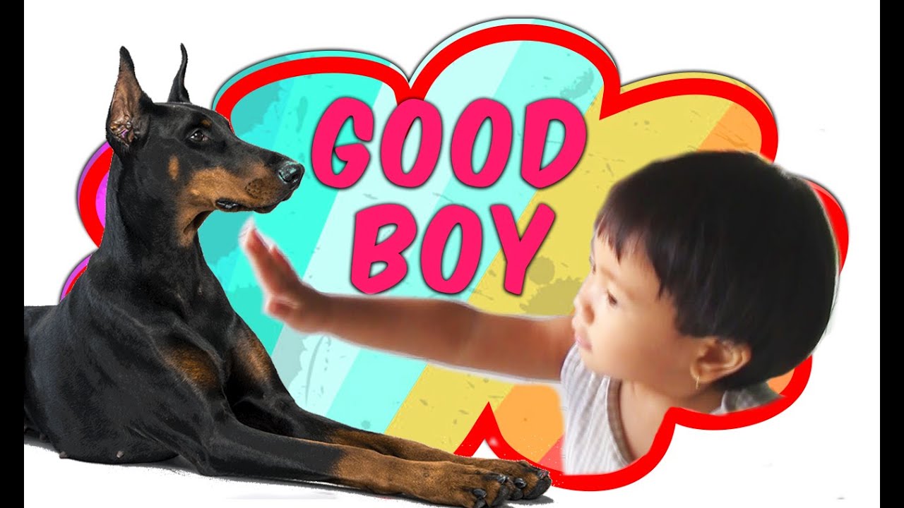 DOBERMAN VS BABY ❤ LETS PLAY ❤ BRUCE WAYNE