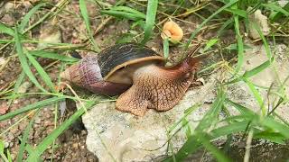 YY034.Found A Big Snail Eating Grass In The Grass