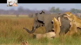 فيل مقابل اسد | فيل مقابل جاموسة | Lion vs Elephant | Elephant vs buffalo