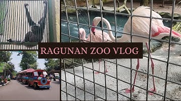 Ragunan Zoo Vlog