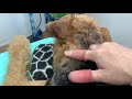 Handstripping an Airedale Terrier's Neck to His Shoulders