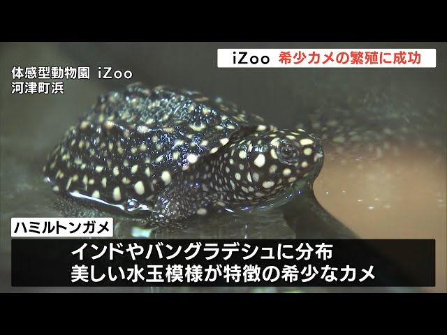 爬虫類専門動物園で希少な水玉模様のカメの繁殖に成功（静岡県） - YouTube