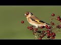 Saka Sesi -👉 Efsane Saka Ötüm Dersi - 💗Taneli Çipet Bol Cibili - Real recorded Goldfinch Song 👍